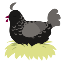Crowley, a sable and grey chicken with a half-lace pattern
