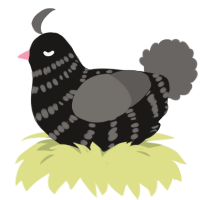 Pigeon5, a sable and grey chicken with a bar pattern
