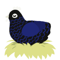 A black and navy chicken with a lace pattern