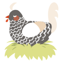 Finch, a grey and cream chicken with a lace pattern