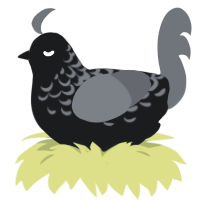 A sable and grey chicken with a half-lace pattern