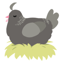 A grey and ash chicken with a neck-band pattern
