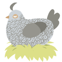 (unnamed), a mist and ash chicken with a double-lace pattern
