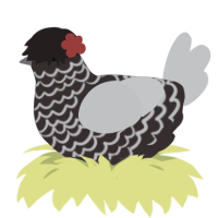 Wisconsin Death Trip, a silver and sable chicken with a lace pattern