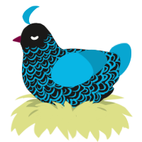 not again, a sable and cerulean chicken with a double-lace pattern