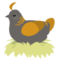 A grey and ochre chicken with a neck-band pattern