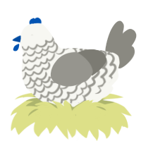 Vision, a white and ash chicken with a lace pattern