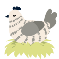 blueberry cream, a cream and ash chicken with a bar pattern