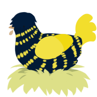 Banjo, a tumblr and yellow chicken with a bar pattern