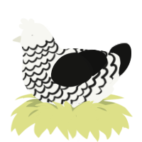 Guess, a white and black chicken with a lace pattern