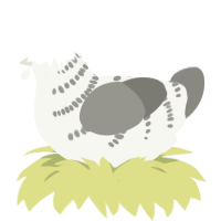 white noise, a white and ash chicken with a half-bar pattern