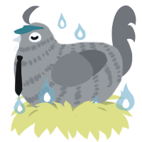 Fowler, a ash and grey chicken with a bar pattern