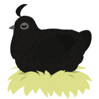 Crow, a sable and black chicken with a speckle pattern