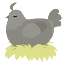 A ash chicken with a head pattern