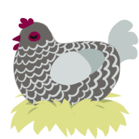 Floofy Pigeon, a grey and silver chicken with a lace pattern