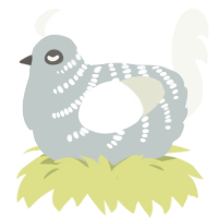 Pytagoras, a silver and white chicken with a half-bar pattern