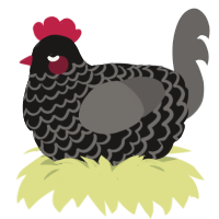 Kevin Reynolds, a sable and grey chicken with a lace pattern