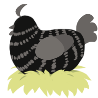 (unnamed), a black and grey chicken with a bar pattern
