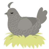 Metal, a ash chicken with a lace pattern