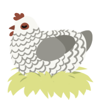 A white and ash chicken with a lace pattern