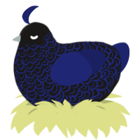 stormy ocean, a sable and navy chicken with a double-lace pattern
