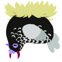 Marceline, a black and silver chicken with a half-lace pattern