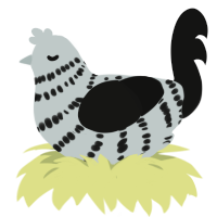 slate x herald, a silver and black chicken with a bar pattern