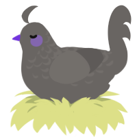 Wisteria, a grey chicken with a half-lace pattern