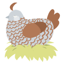 Song Sparrow, a mist and brown chicken with a lace pattern