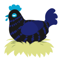 A sable and navy chicken with a bar pattern