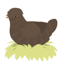 Ristretto, a bark chicken with a bar pattern