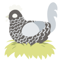 (unnamed), a grey and mist chicken with a lace pattern