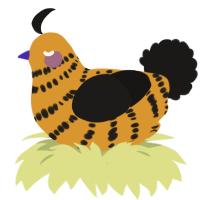 Pumpkim Spice, a orange and sable chicken with a bar pattern