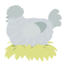 A mist and silver chicken with a bar pattern