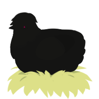 Shadow, a black chicken with a head pattern