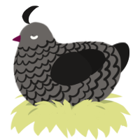 A grey and sable chicken with a lace pattern