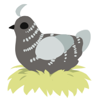 REORERE, a grey and silver chicken with a half-bar pattern