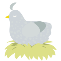 A mist and silver chicken with a speckle pattern