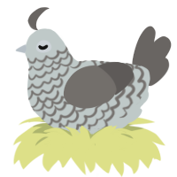 Starbuck, a silver and grey chicken with a lace pattern