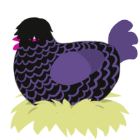 Emo Babey, a black and overcast chicken with a lace pattern