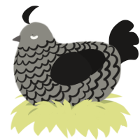 A ash and sable chicken with a lace pattern