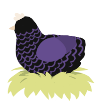 Deirdre, a black and overcast chicken with a lace pattern