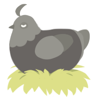 ashes, a grey and ash chicken with a head pattern