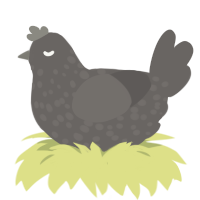 A grey chicken with a speckle pattern