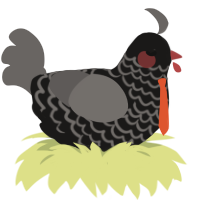 Agent, a sable and grey chicken with a lace pattern