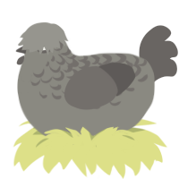 A ash and grey chicken with a half-lace pattern