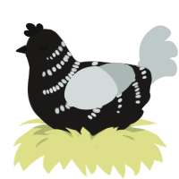 (unnamed), a sable and silver chicken with a half-bar pattern