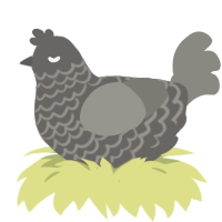labradorite, a grey and ash chicken with a lace pattern