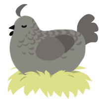 A ash and grey chicken with a half-lace pattern