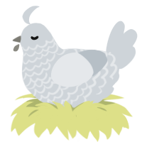 Water Bottle, a mist chicken with a lace pattern